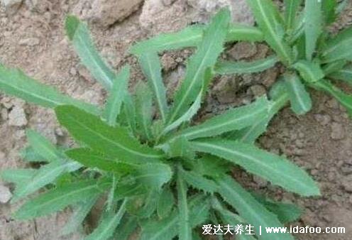 抗癌第一的野菜排行榜，苦菜抑制白血病(4種殺死癌細(xì)胞最狠的野菜) 