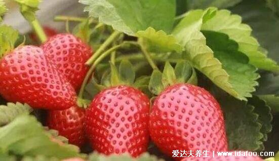 抗癌第一的野菜排行榜圖片，可以多吃馬齒莧/苦菜/苜蓿草