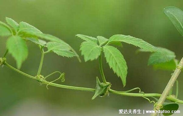 抗癌第一的野菜排行榜圖片，可以多吃馬齒莧/苦菜/苜蓿草