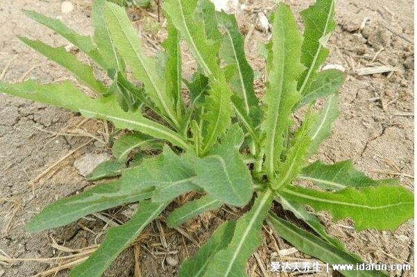 抗癌第一的野菜排行榜圖片，可以多吃馬齒莧/苦菜/苜蓿草