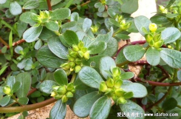 抗癌第一的野菜排行榜圖片，可以多吃馬齒莧/苦菜/苜蓿草