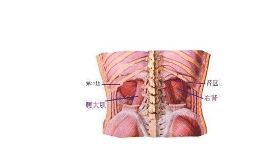 腎結(jié)石會(huì)引起身體哪個(gè)部位疼痛圖片，腹痛/腰痛(腎疼腰疼區(qū)別圖)