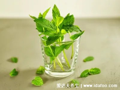 薄荷是植物“降溫劑”，撒一把在茶杯里，肝氣順了，頭腦都清醒