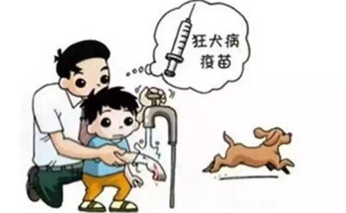 被貓狗抓咬傷后沒(méi)流血還用打狂犬疫苗嗎