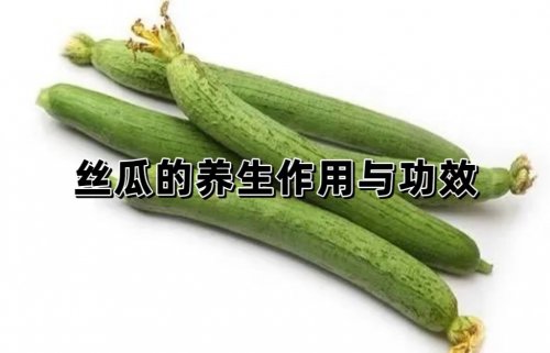 春季食用絲瓜的益處及禁忌人群